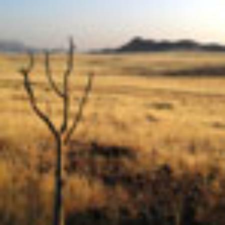 Siddheshwar Idli Center